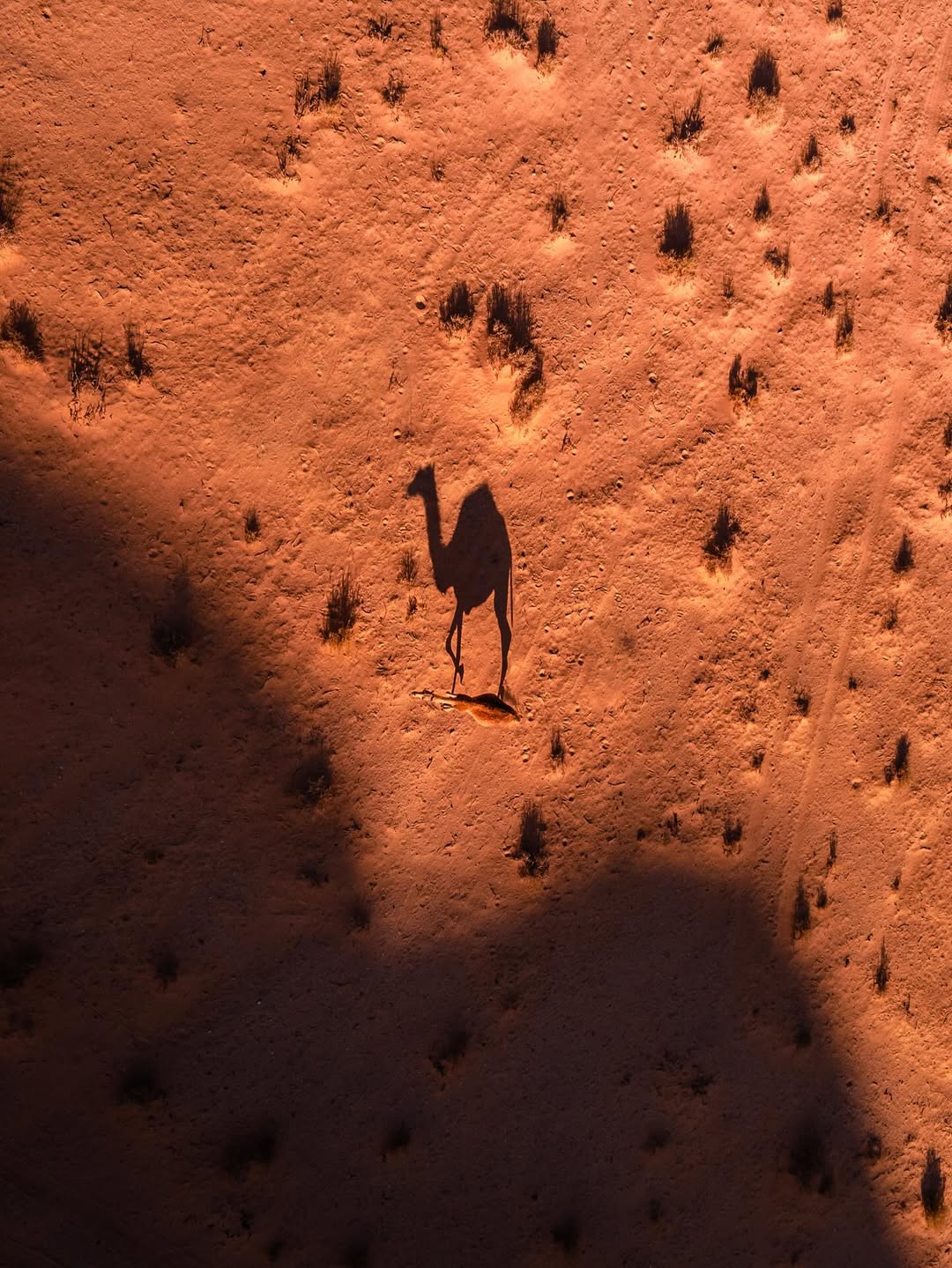 Camel shadow on red sand
